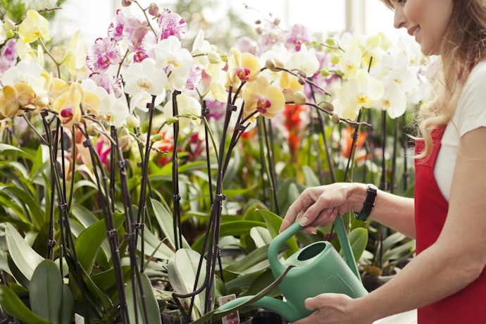 Adubos com Cálcio e Enxofre Garantem o Crescimento das Orquídeas