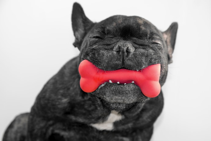 Não Esqueça de Elogiar o Comportamento do seu Cachorro