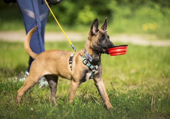 Para Mais Conforto, Escolha Coleira Peitoral Ajustável ou com 1 cm a Mais que as Medidas do Cão