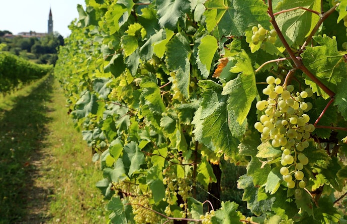 Verifique Quais Uvas Fazem Parte do Espumante Rosé
