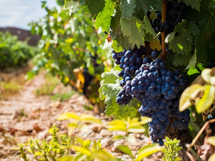 Verifique a Região e o País Onde o Vinho Tempranillo Foi Produzido