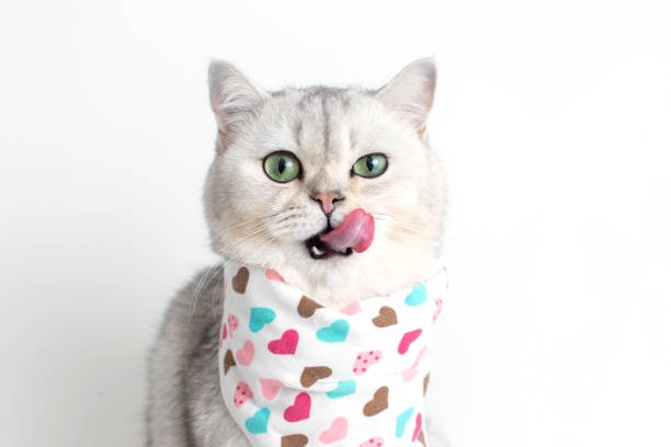 Para Facilitar a Aceitação do Gatinho Prefira Sachês de Sabor Carne ou Frango