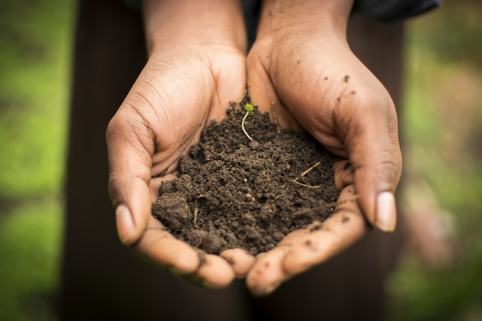 Verifique se a Terra Vegetal é Livre de Impurezas