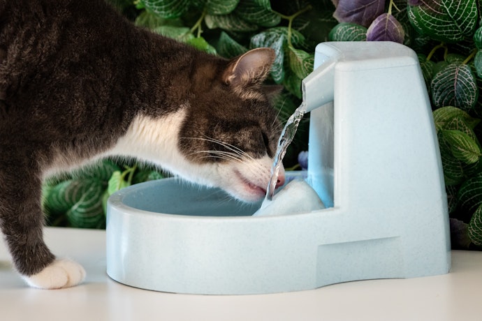 Para Manter a Água Fresca e Limpa, Escolha um Bebedouro para Gatos com Filtro e Ajuste do Motor