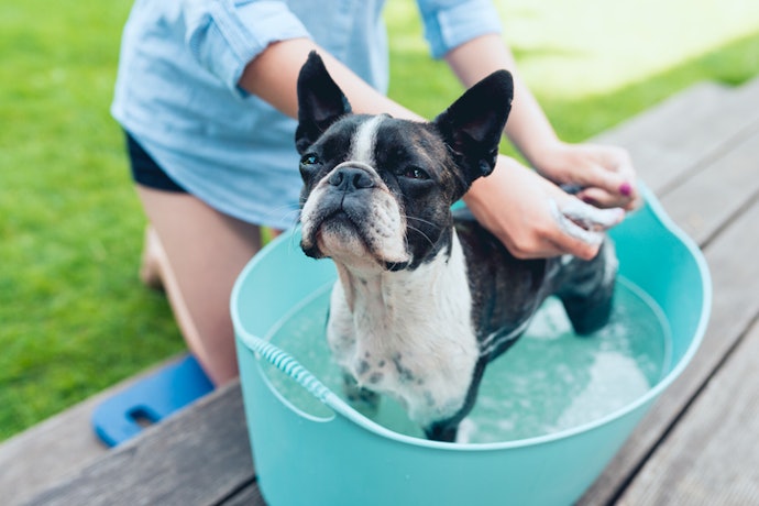Para Cães com Pele Sensível, Escolha Sabonetes Sem Cheiro e com Poucos Ingredientes