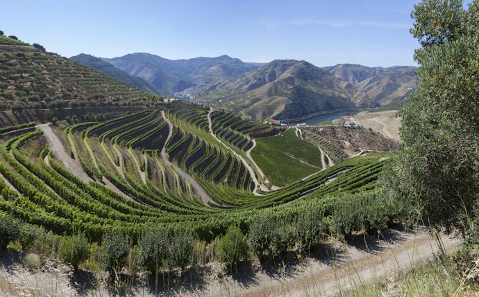 O Terroir da Região Produtora Influencia no Vinho. Confira Antes da Compra