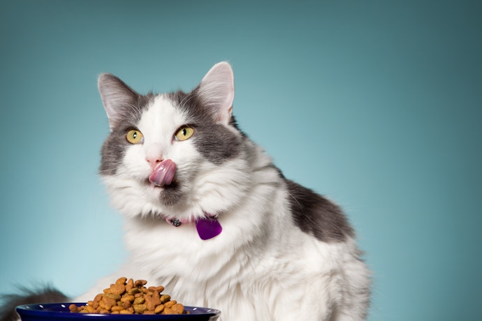 Observe se a Ração Possui Indicação Especial, como para Gatos Castrados