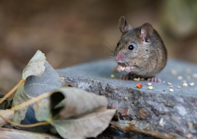 Garanta um Veneno para Ratos Eficaz contra Diferentes Roedores