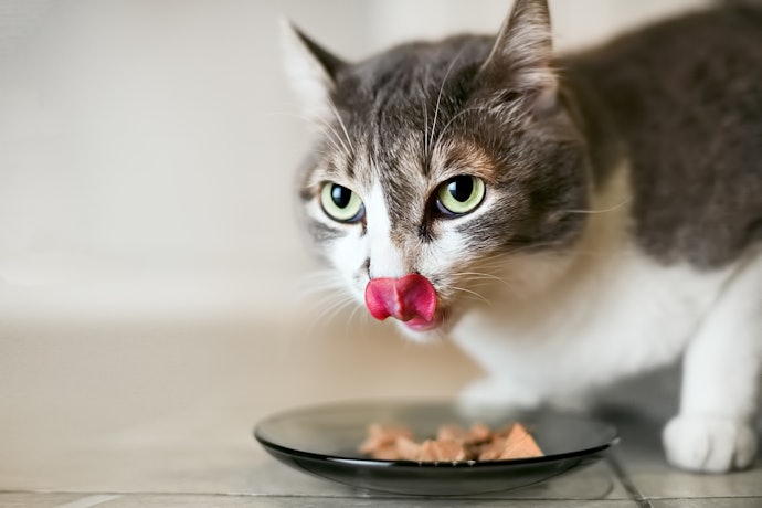 Escolha o Sabor do Petisco que Agrade o Seu Gato