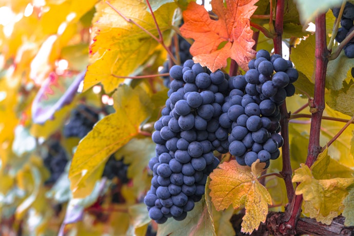 Confira as Uvas Presentes na Composição do Champagne Rosé