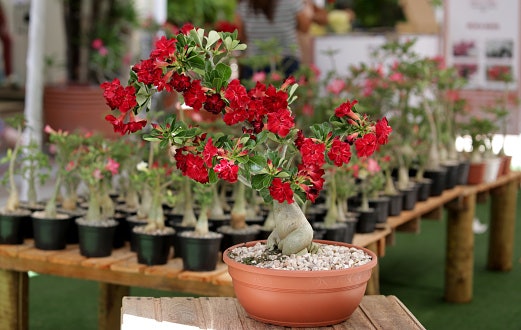 Tradicional ou Bacia? Decida um Formato para o Seu Vaso para Rosa do Deserto
