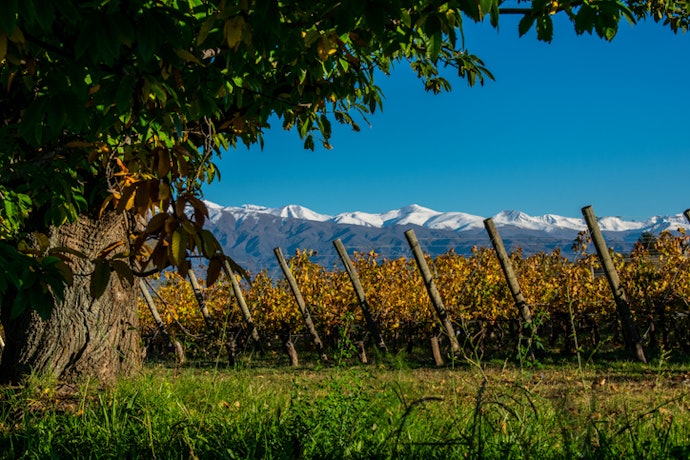 Para Conhecer a Região Vinícola Mais Famosa, Escolha um Vinho Argentino de Mendoza