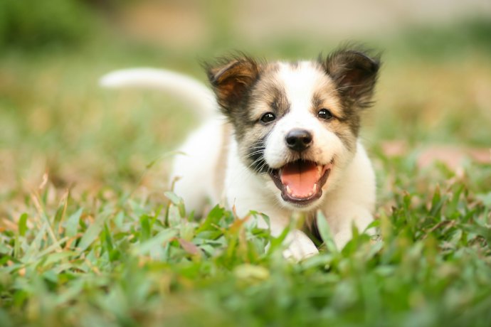 Se Você Tem um Cão Bebê, Escolha Antipulgas Específicos para Filhotes