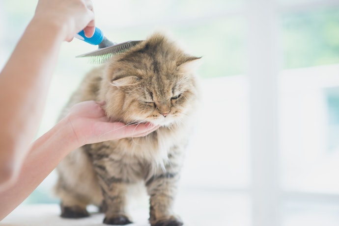 Para Maior Resistência no Uso Frequente, Escolha uma Escova para Gatos com Cerdas de Aço