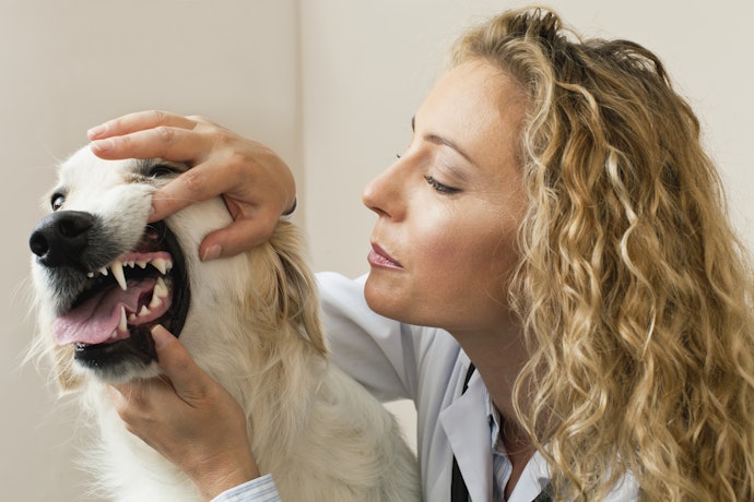 Petiscos que Auxiliam na Limpeza dos Dentes são Importantes para a Saúde Oral