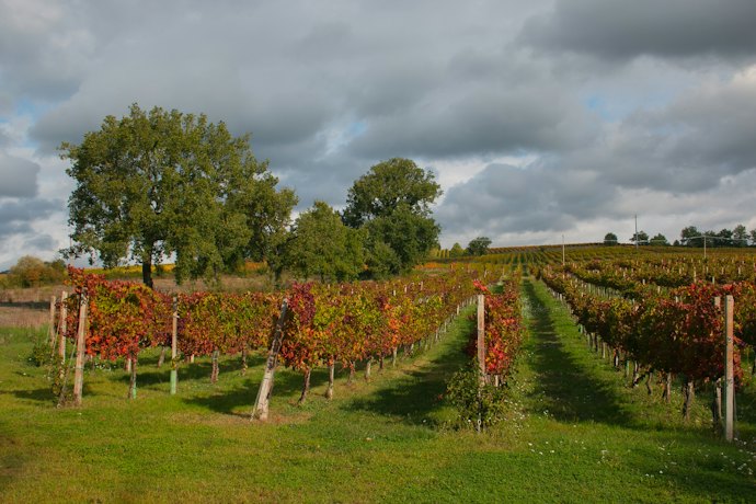 O Terroir Faz Diferença. Por Isso, Confira a Região Produtora