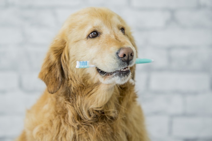 Tenha Paciência e Estabeleça uma Rotina com os Cães Adultos