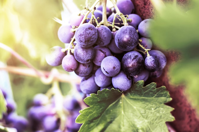 Vinhos do Porto de Corte Agradam Tanto a Iniciantes Quanto a Apreciadores Experientes