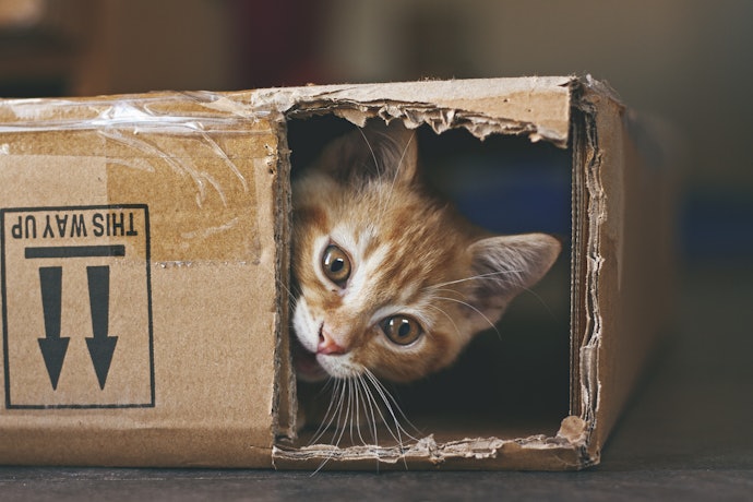 Verifique se o Petisco é Indicado para Gatos Filhotes, Adultos ou Idosos
