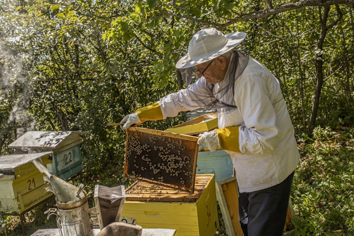 Se a Questão Ambiental É Importante para Você, Escolha a Versão Orgânica do Própolis