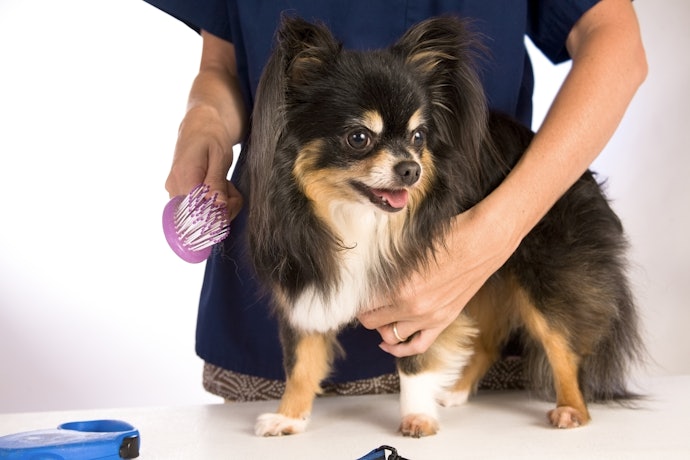 Nas Escovas, Proteção de Bolinhas nos Pinos São Mais Seguras para os Pets