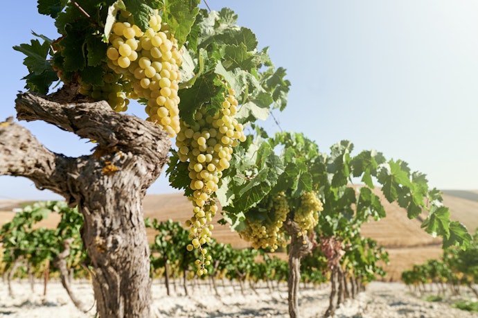 Saiba Mais Sobre a Região e o País Onde o Vinho Foi Produzido