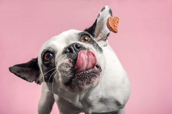 Verifique se o Petisco para Cachorro Contém Nutrientes Importantes