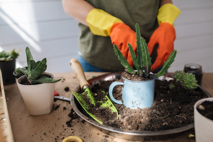 O Volume do Vaso Determina o Porte das Plantas Que Podem Ser Colocadas