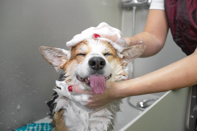 Cães com Pulgas e Carrapatos Necessitam de Sabonetes Específicos e Outros Produtos para o Tratamento