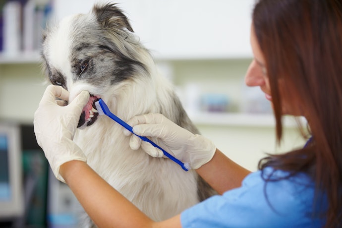 Escovas com Cabos de Mais de 20 cm São Ideais para Usar em Cães mais Ariscos