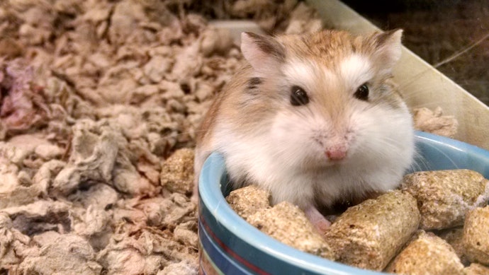 Rações para Hamsters e Onívoros Costumam Conter Proteínas de Origem Animal