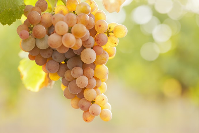 Escolha Pelo Tipo da Uva, Ela Irá Determinar se o Vinho Rosé Será Mais Leve ou Encorpado