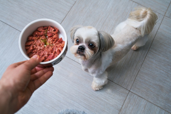 Seu Cachorro Não Tem Dentes ou Sente Dor ao Mastigar? Prefira Ração Úmida para Cães Idosos