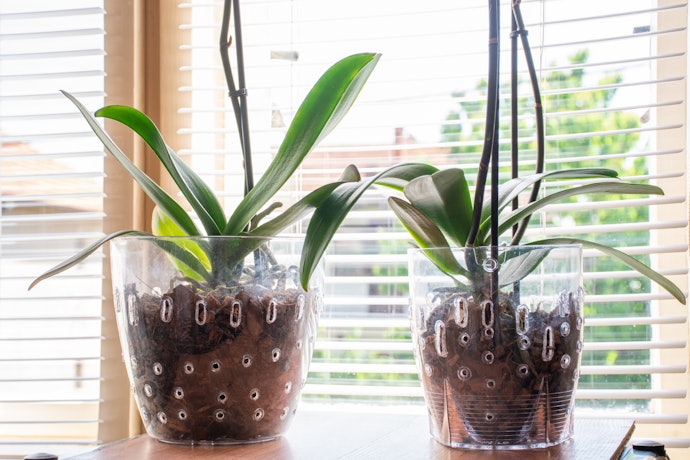Confira se o Vaso para Orquídea Tem Bom Sistema de Drenagem