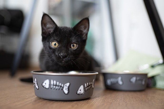 Para Gatos Filhotes Castrados, Prefira Rações com L-Carnitina e Controle do pH Urinário