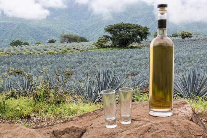 Se Puder Investir Mais, Escolha uma Tequila 100% Agave, Ideal para Ser Apreciada Pura