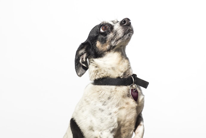 Coleira para Cachorro de Nylon É Confortável, Já a de Couro É Resistente para Cães Grandes