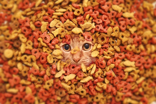 Escolha o Sabor de Acordo com a Preferência do Seu Gato