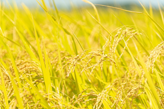 Para Garantir uma Opção Livre de Agrotóxicos, Escolha um Arroz Orgânico