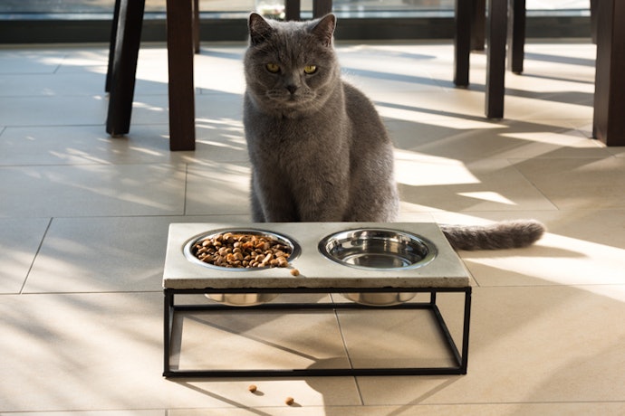 Se Busca Mais Conforto ao Pet, Prefira um Comedouro para Gatos Elevado