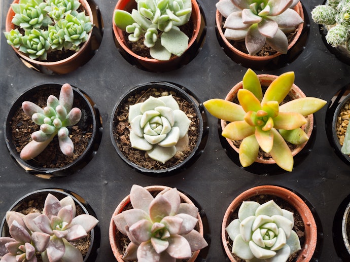 Suculentas Pequenas de até 10 cm Dão um Charme a Mais na Decoração