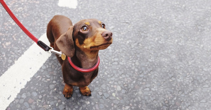 Para Ter mais Controle sobre o Pet, Escolha uma Coleira para Cachorro com Guia Inclusa