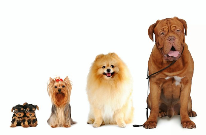 Veja Se as Dimensões do Banheiro São Adequadas ao Porte do Seu Cachorro