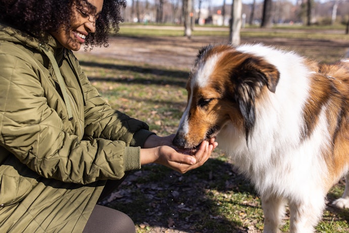Escolha o Biscoitos para Cão de Acordo com o Porte do Seu Pet