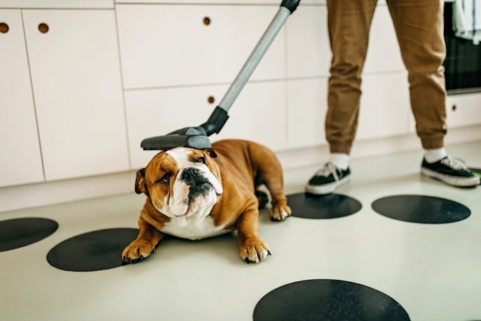 Para Maior Eficiência, Aposte em um Aspirador de Pó para Pelos de Animais com 1000 W ou Mais