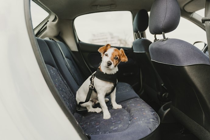 Cintos de Segurança para Cachorro com Rebites e Materiais Resistentes São Mais Seguros