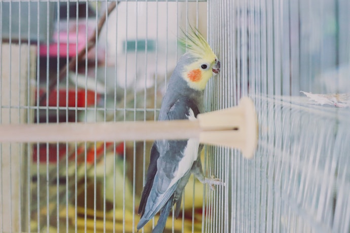 Grades com Espaçamento de 1,5 a 2 cm Facilitam o Deslocamento do Animal