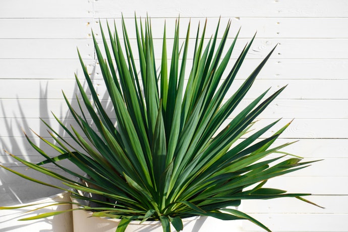 Para Reduzir o Odor das Fezes, Escolha Rações com Extrato de Yucca