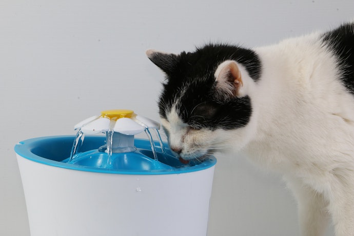 Seu Gato Costuma Vomitar? Escolha Bebedouros para Gatos com Mais de 10 cm de Altura