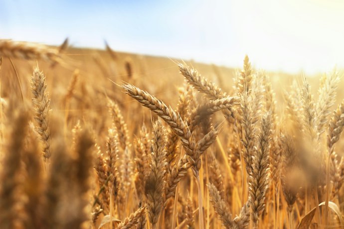 Opte pela Farinha de Trigo Orgânica como Opção Mais Natural e Sustentável